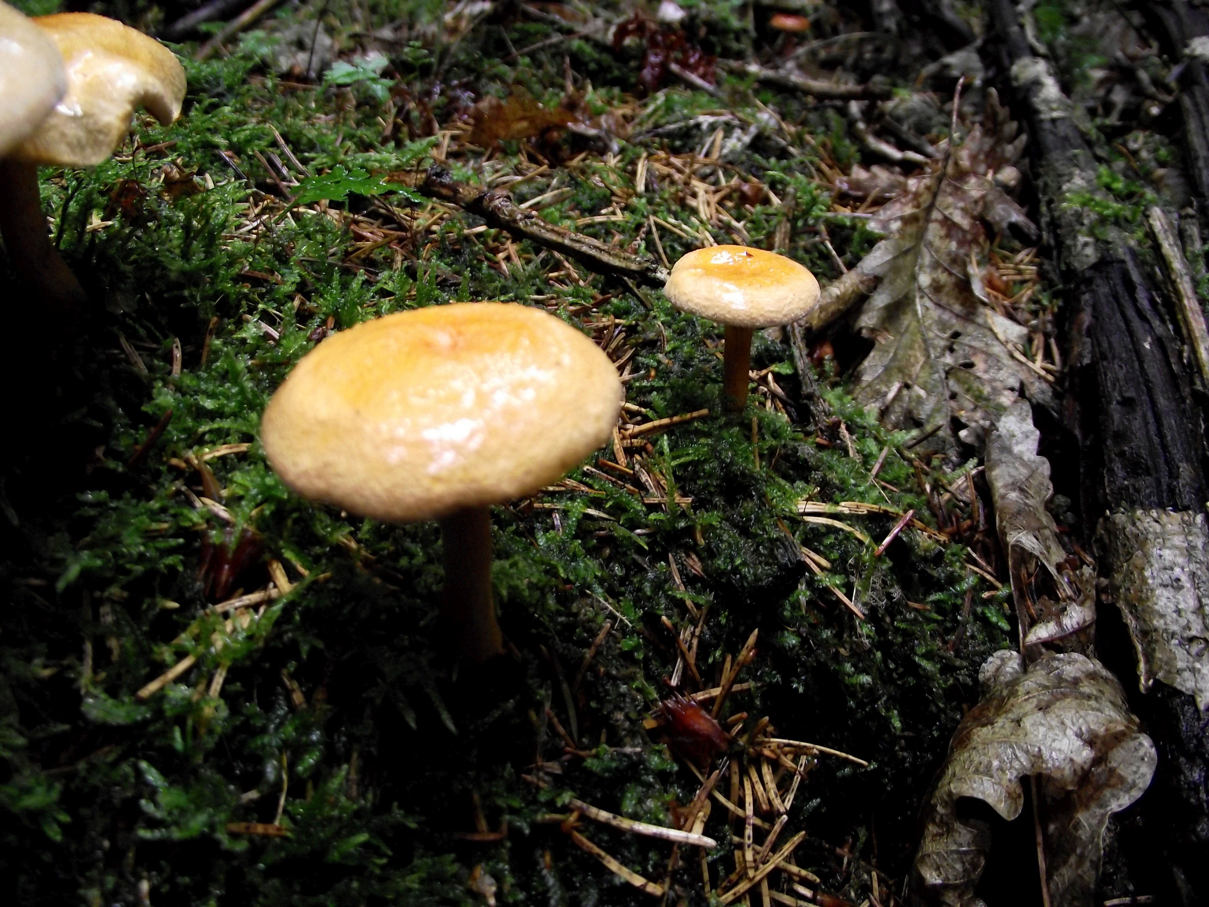 Falscher Pfifferling